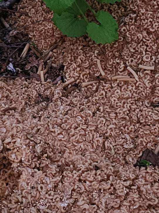 Pasta on the ground.