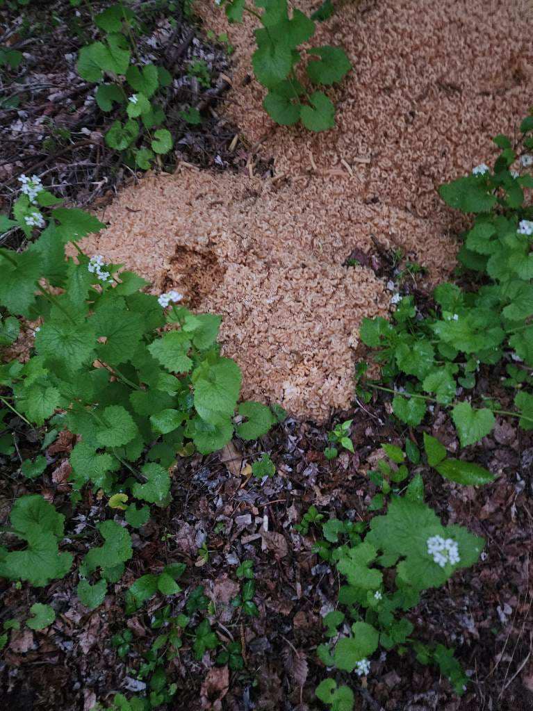 A large pile of pasta on the forest floor. It looks soggy.