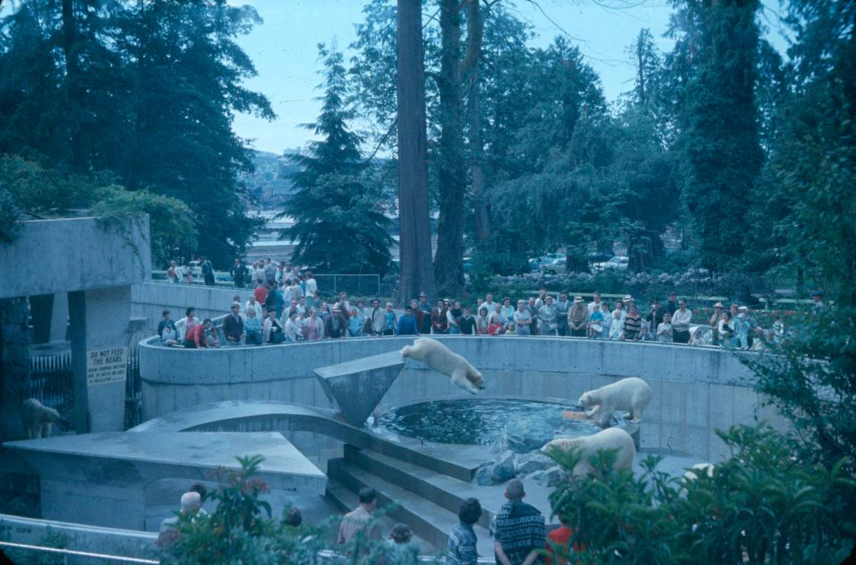 The polar bear enclosure at the Vancouver Zoo in Stanley Park was popular with visitors.