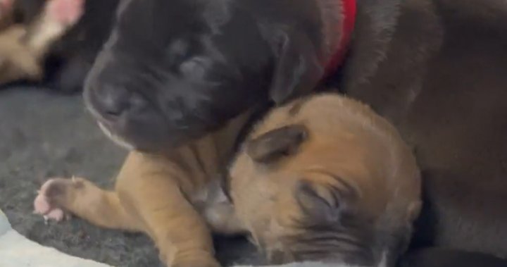 Humane Society launches virtual baby shower for mom of giant litter of puppies
