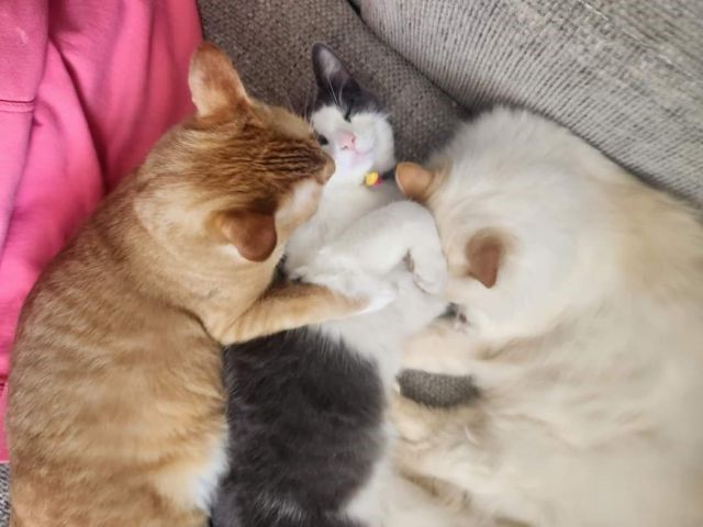 Erica Piche's cat Cheech, middle, with her two other cats at their home in west Edmonton.