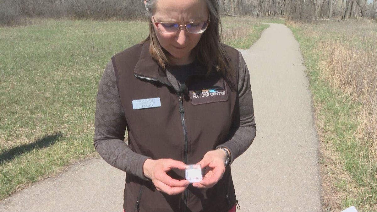Jessica Deacon-Rogers with the Helen Schuler Nature Centre holds up examples of ticks. 