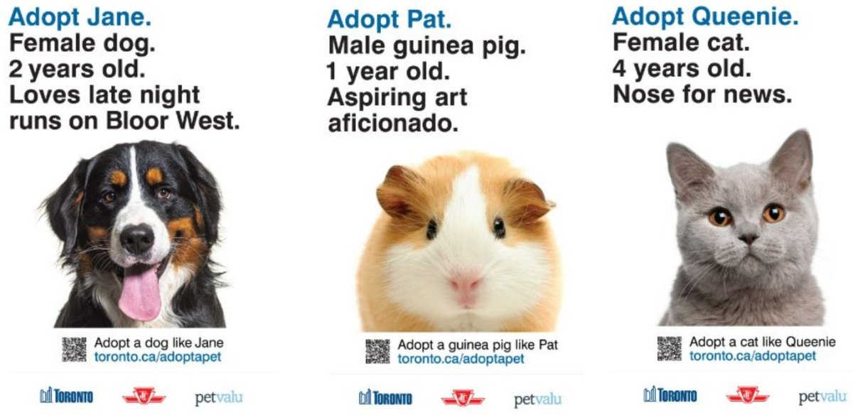 Some of the animals featured on TTC Spadina subway station for pet adoption.