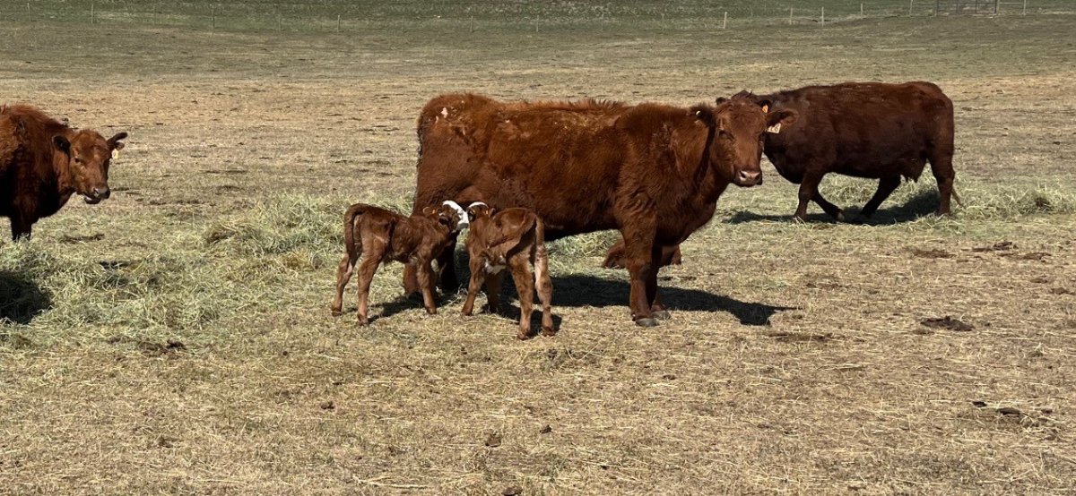 A cow with her twin calves near Fort Macleod Alta.