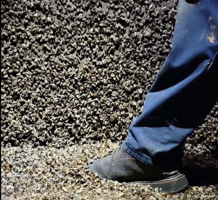 Zebra mussels at the Kettle Generating Station.