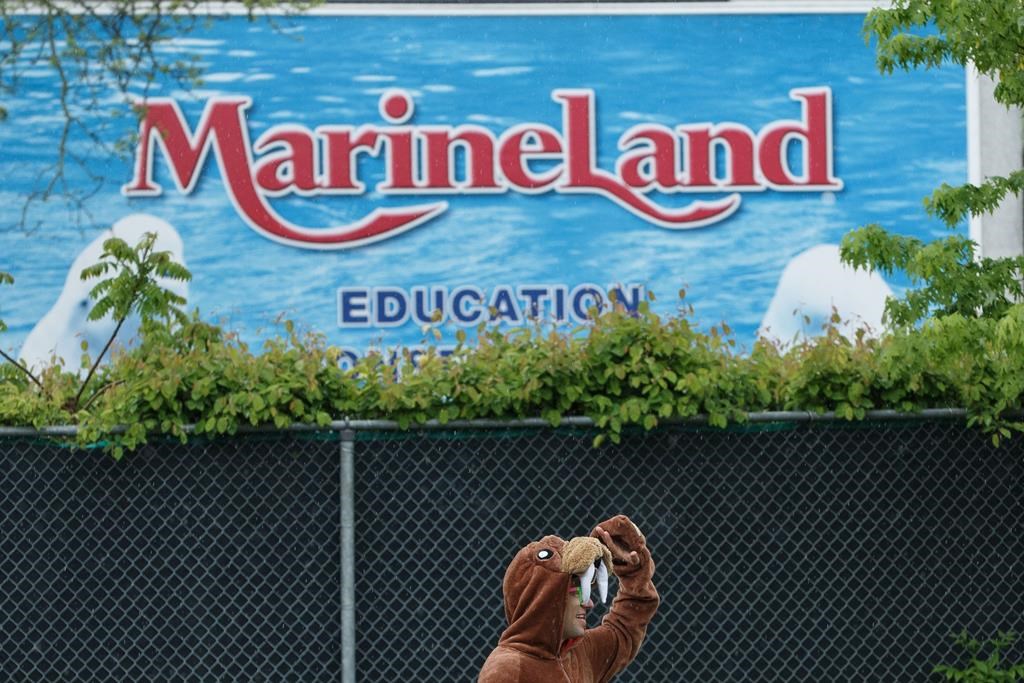 Activists condemn government silence on animal care at Marineland