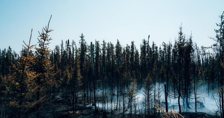 Quebec wildfires: more evacuations ordered in northwestern region  | Globalnews.ca