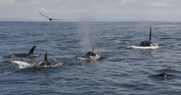 海洋中的杀手鲸体内发现了来自油污和野火烟雾的有毒化学物质