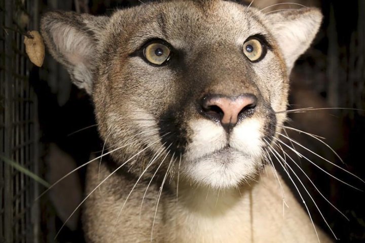 Cougar warning issued for Banff National Park campground
