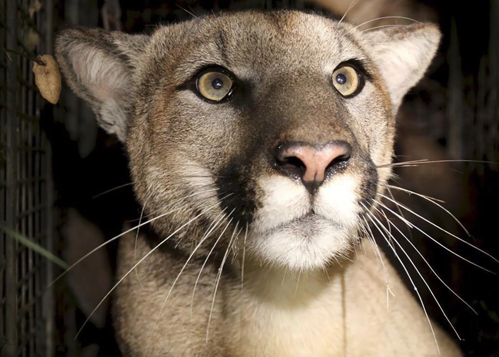 ‘Uh oh’: Trapper catches live cougar near Minitonas, Man.