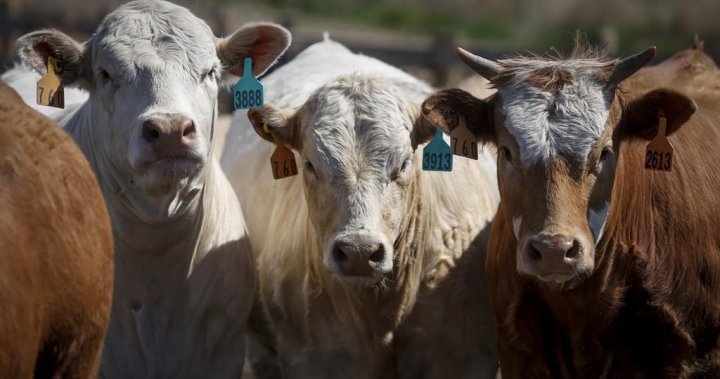 COP28: Канадски животновъди ще твърдят, че месото трябва да остане в менюто