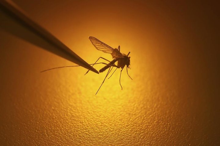 1st probable human case of West Nile virus reported in Toronto