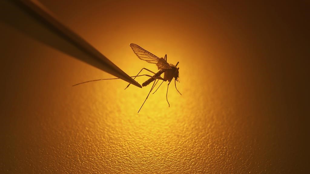 FILE - Salt Lake City Mosquito Abatement District biologist Nadja Reissen examines a mosquito in Salt Lake City, Aug. 26, 2019. 