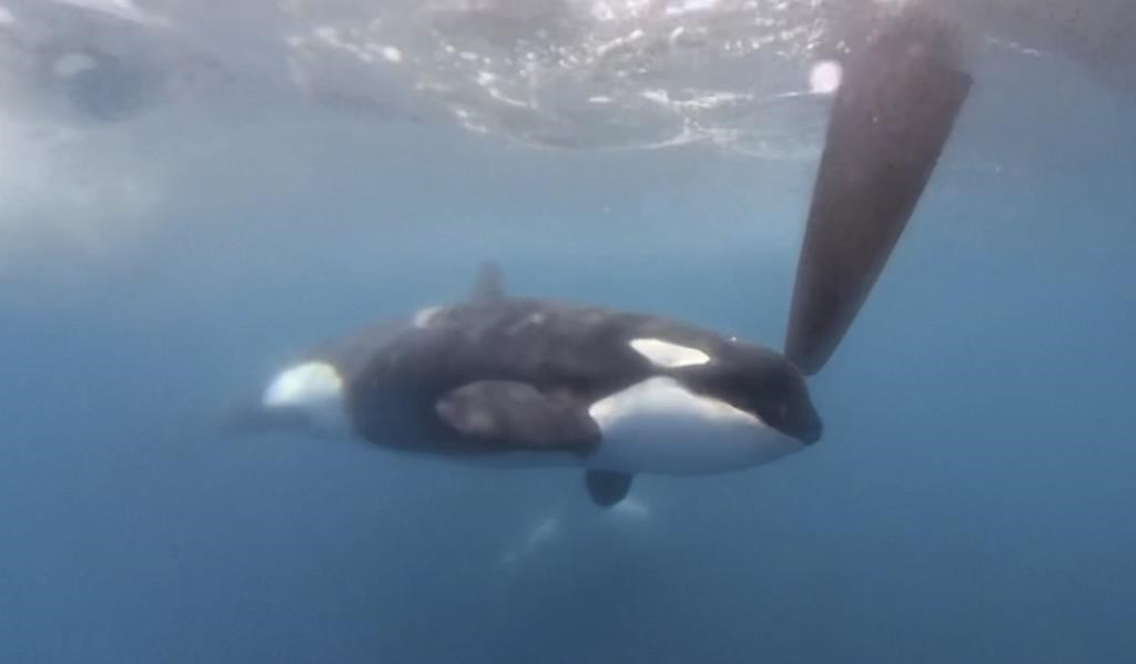 In a image from video provided by The Ocean Race, an orca moves along a rudder of the Team JAJO entry in The Ocean Race on Thursday, June 22, 2023, as the boat approached the Strait of Gibraltar. A pod of killer whales bumped one of the boats in an endurance sailing race, the latest encounter in what researchers say is a growing trend of sometimes-aggressive interactions with Iberian orcas. No one was injured.