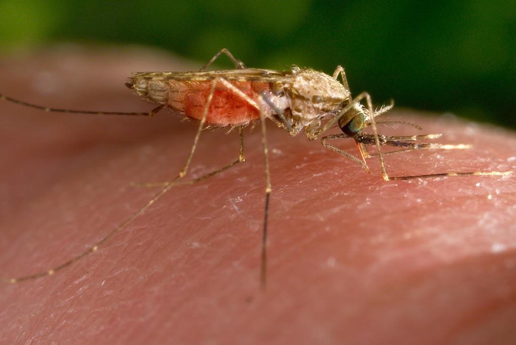 West Nile virus is transmitted by mosquitoes. People can protect themselves by wearing long-sleeved shirts, avoiding areas where there lots of mosquitoes, and clearing or covering standing water around their homes.