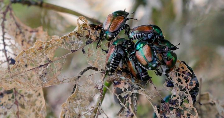 Expanded restrictions in Vancouver to stop spread of damaging Japanese beetle