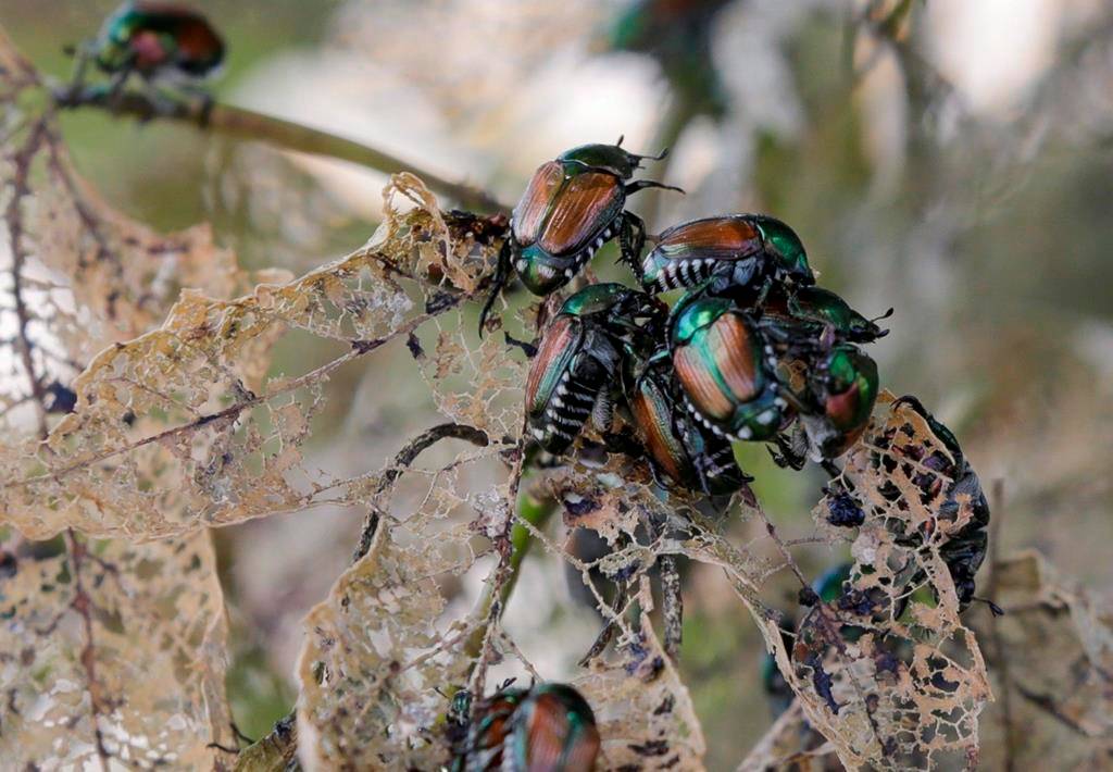 Expanded restrictions in Vancouver to stop spread of damaging Japanese beetle - Vimarsana News