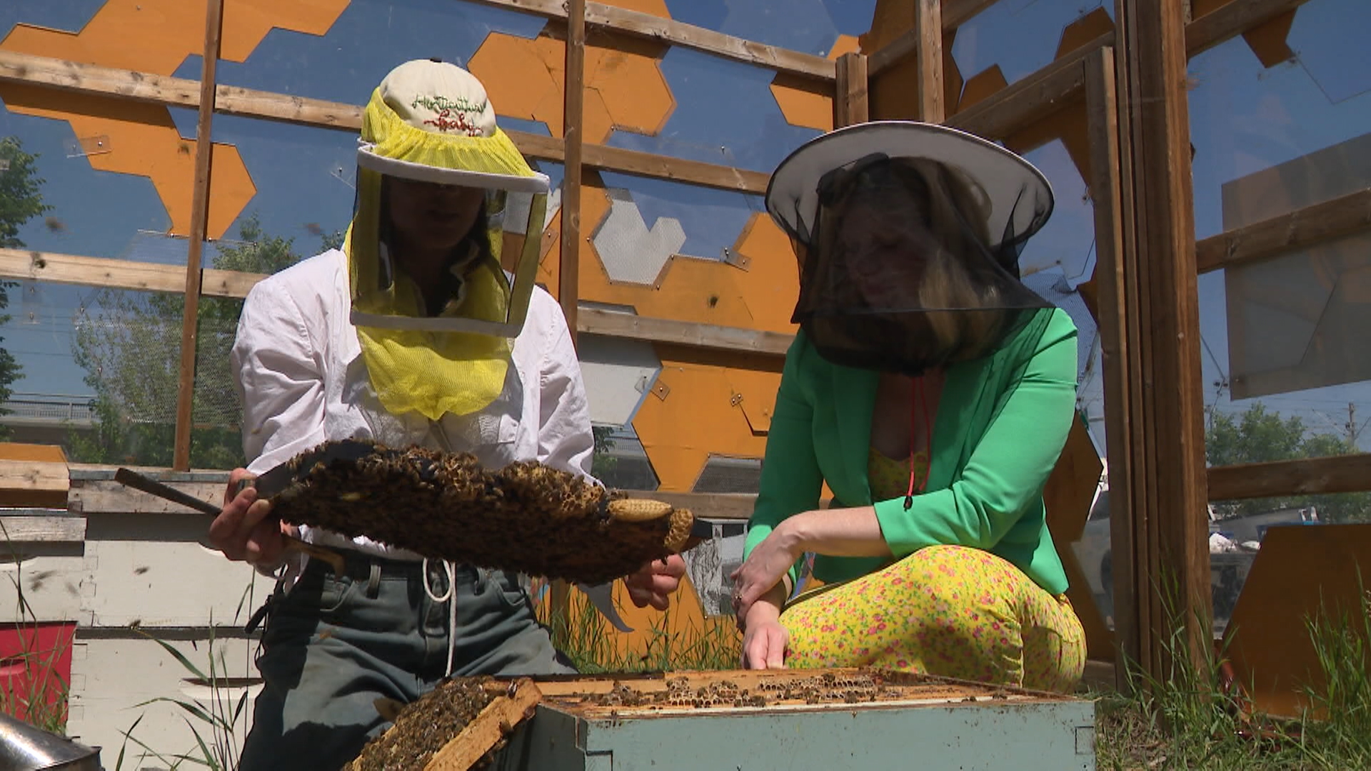 Free Calgary tour offers insight into the magical world of honey bees