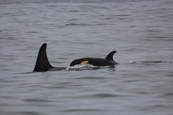 New Orca Calf Spotted In Endangered Southern Resident Pod Near B.C ...