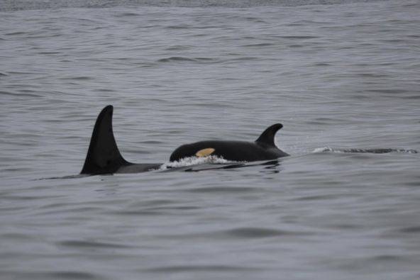 New orca calf spotted in endangered southern resident pod near B.C. waters - Vimarsana News