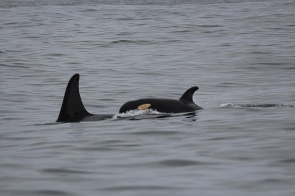 A new baby orca seen in the waters of British Columbia's coast. 