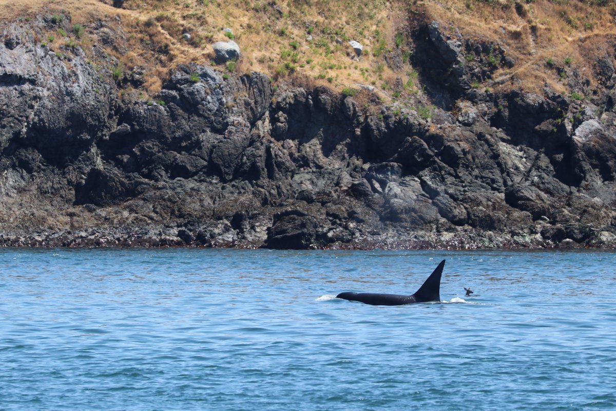 Naturalist Sam Murphy spotted a Bigg's killer whale swimming with a deer in waters near the B.C.-U.S. border on June 4, 2023.