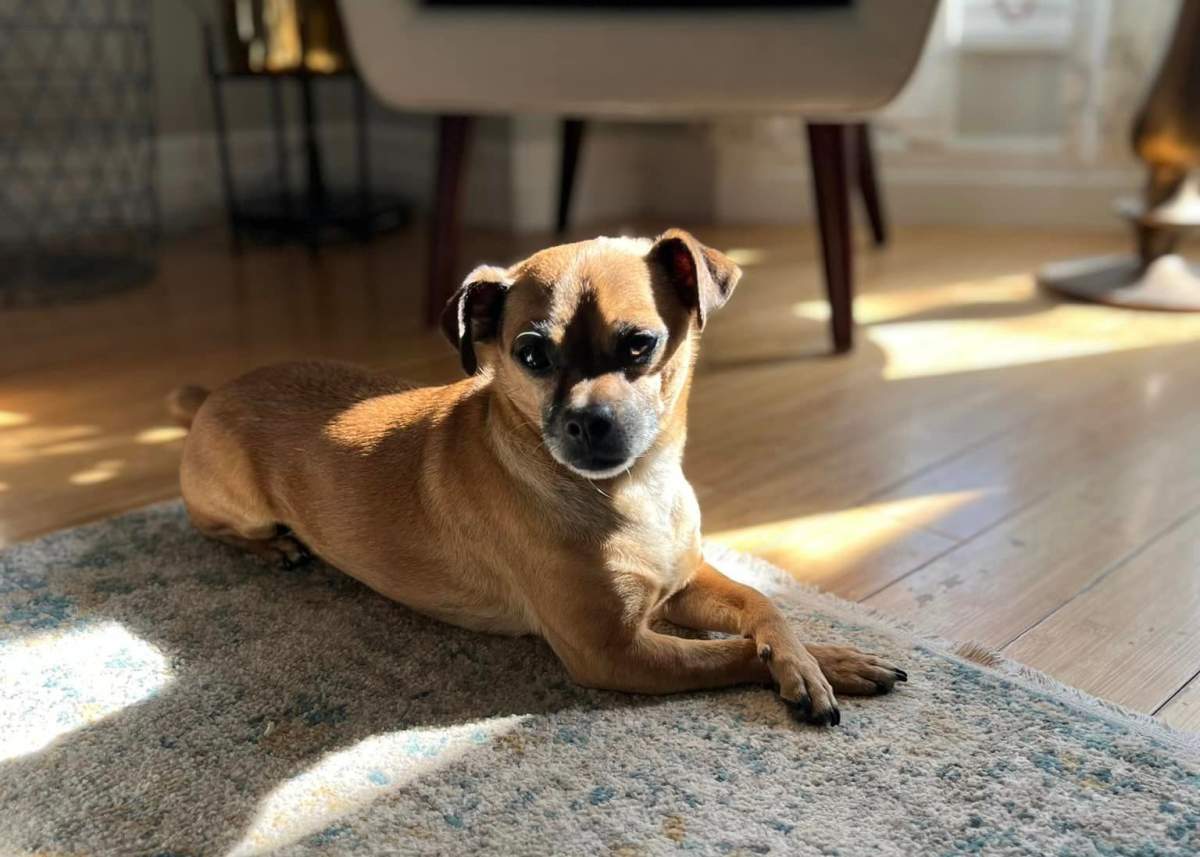 Bruno is a 7-year-old male Pug/Chihuahua mix from Toronto Animal Services. Bruno is shy with new people but warms up quickly and gets along great with other dogs too. He is a very sweet boy who loves to go for walks and snuggle.