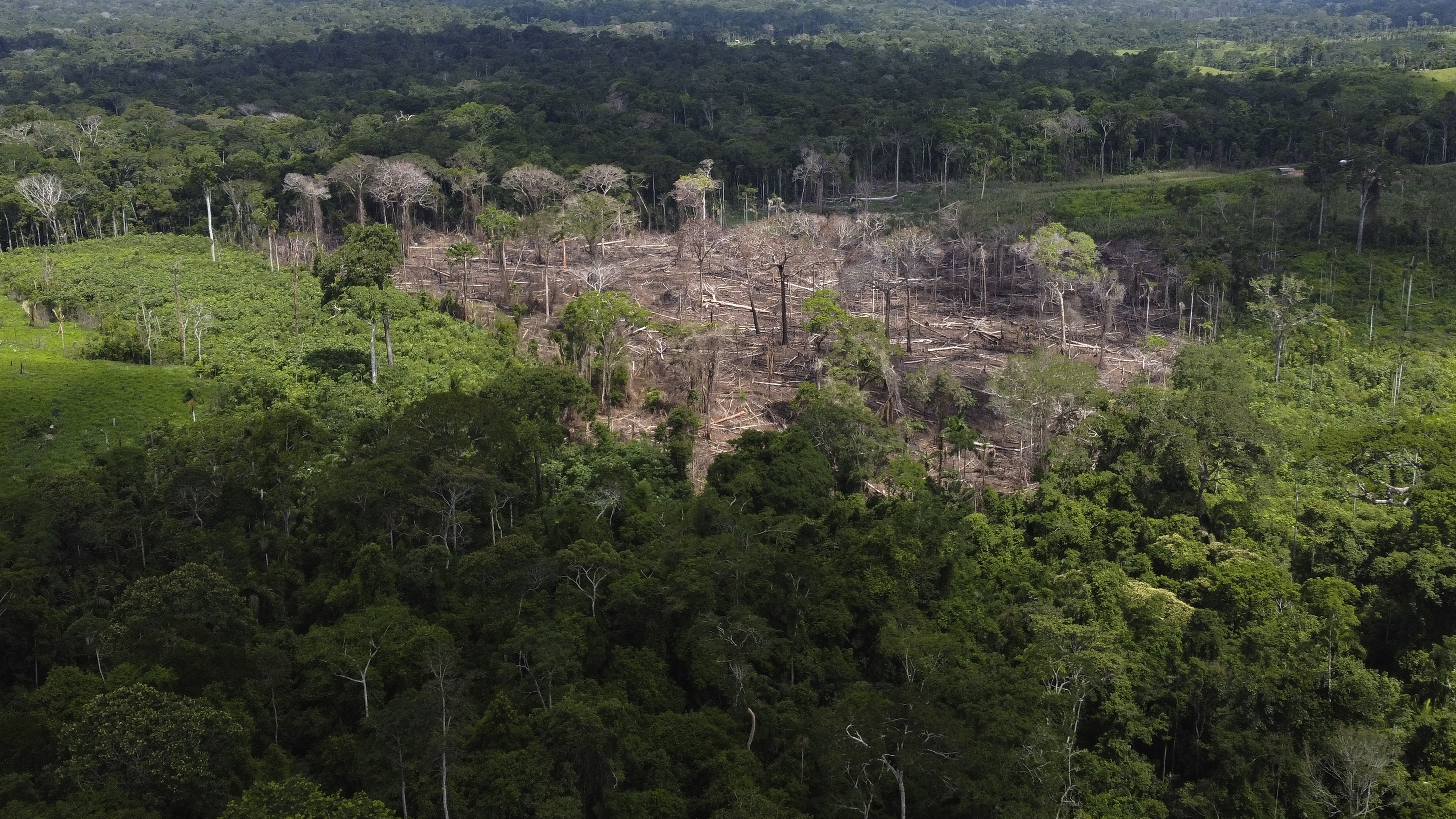 Here’s how Brazil plans to end Amazon deforestation by 2030 – National | 24CA News