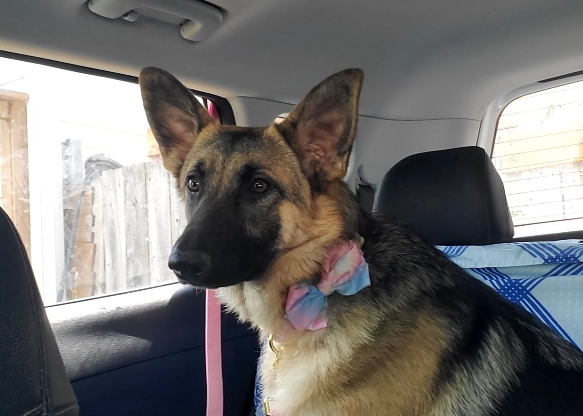 Candy is an 8 month old female German Shepherd who came Precious Paws Rescue from a northern Ontario First Nation's community. The animal rescue says they are overwhelmed with surrenders.