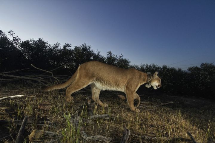 Undated file photo of a cougar in the U.S.