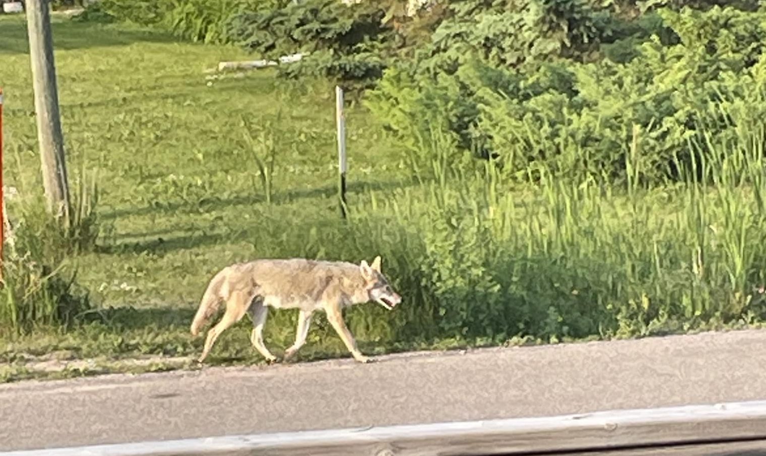 Coyote attacks rare, but follow safety tips in an encounter