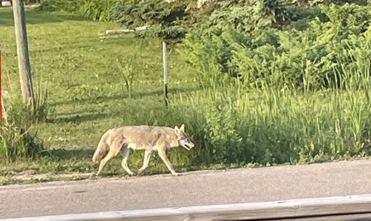 A photo of a suspected coyote involved in a June 24 attack on a nine-year-old boy.