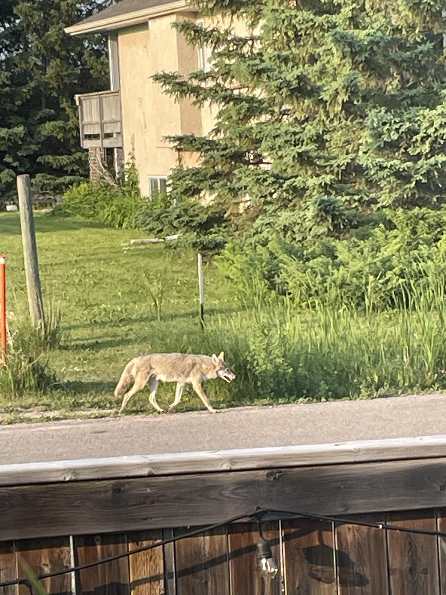 Child recovering after coyote attack in Winnipeg – Winnipeg | 24CA News