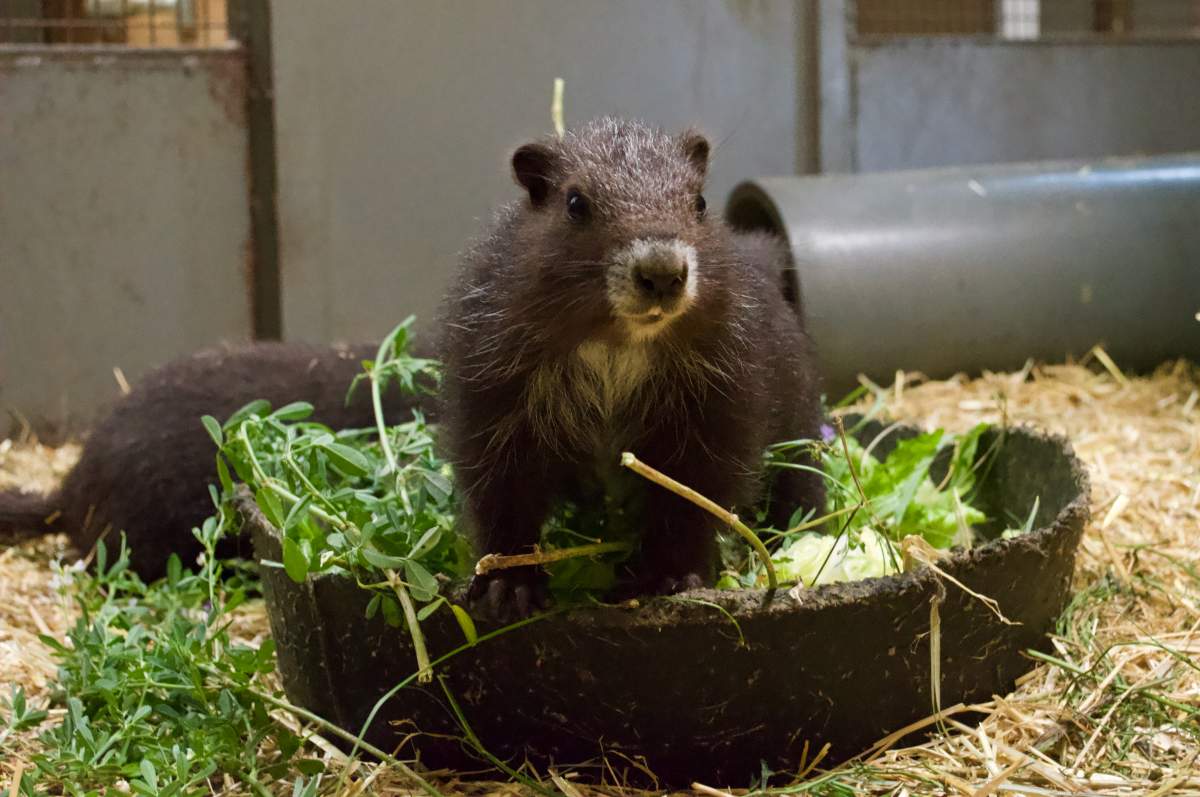 Photos of the marmot pups born at the Wilder Institute's conversation breeding facility in 2022.