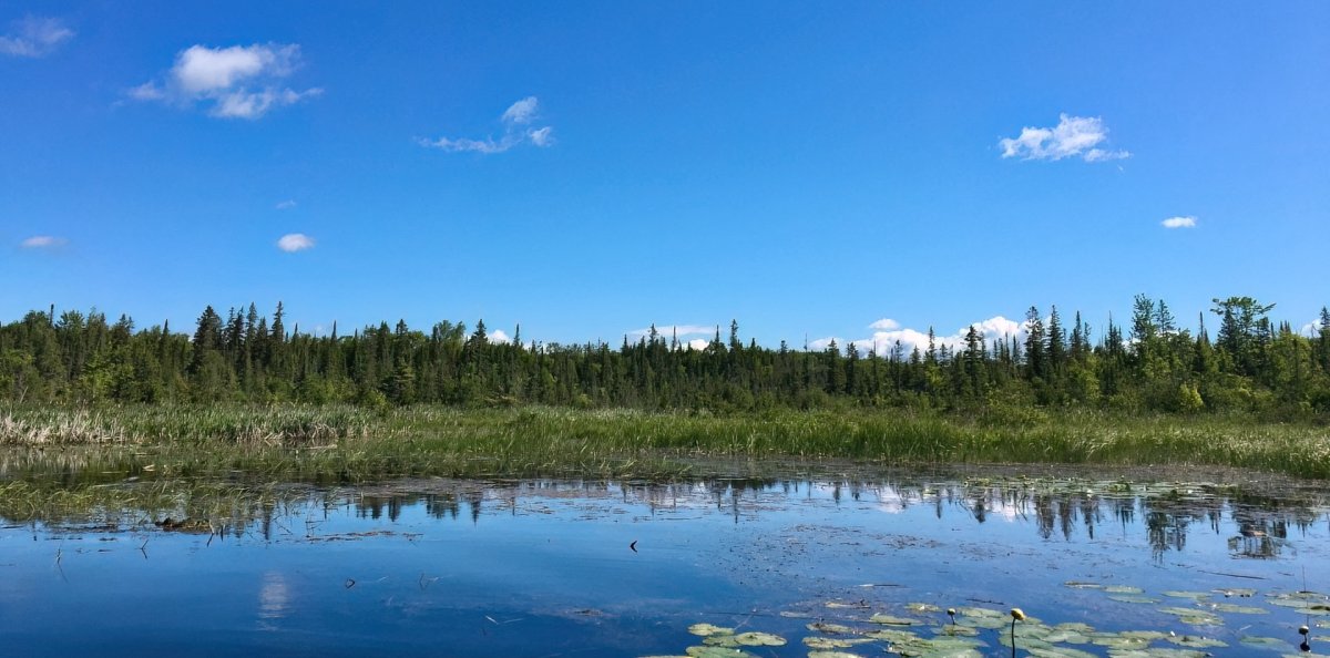 Kawartha Land Trust has acquired the Denure Wetland on the shores of Balsam Lake in the City of Kawartha Lakes along with a property in Douro-Dummer Township.