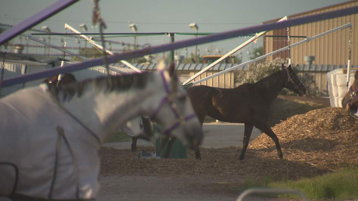 Horses on the hot walkers at the Assiniboia Downs.