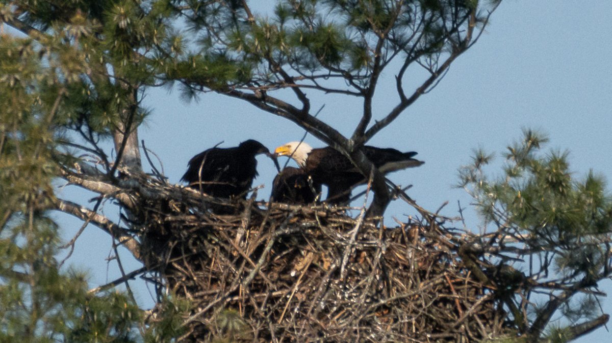 A photo of two eaglets seen in the Royal Botanical Gardens May 2023. The pair are expected to take flight sometime in June.