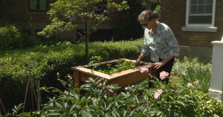 Saint-Laurent borough gives green thumbs up for front yard vegetable gardens