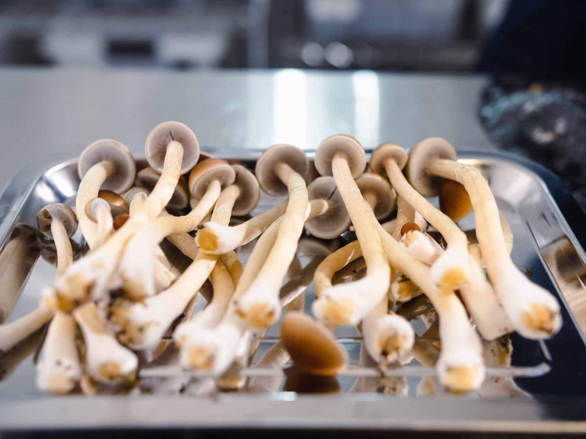 Psilocybe cubensis mushrooms are displayed in a laboratory.