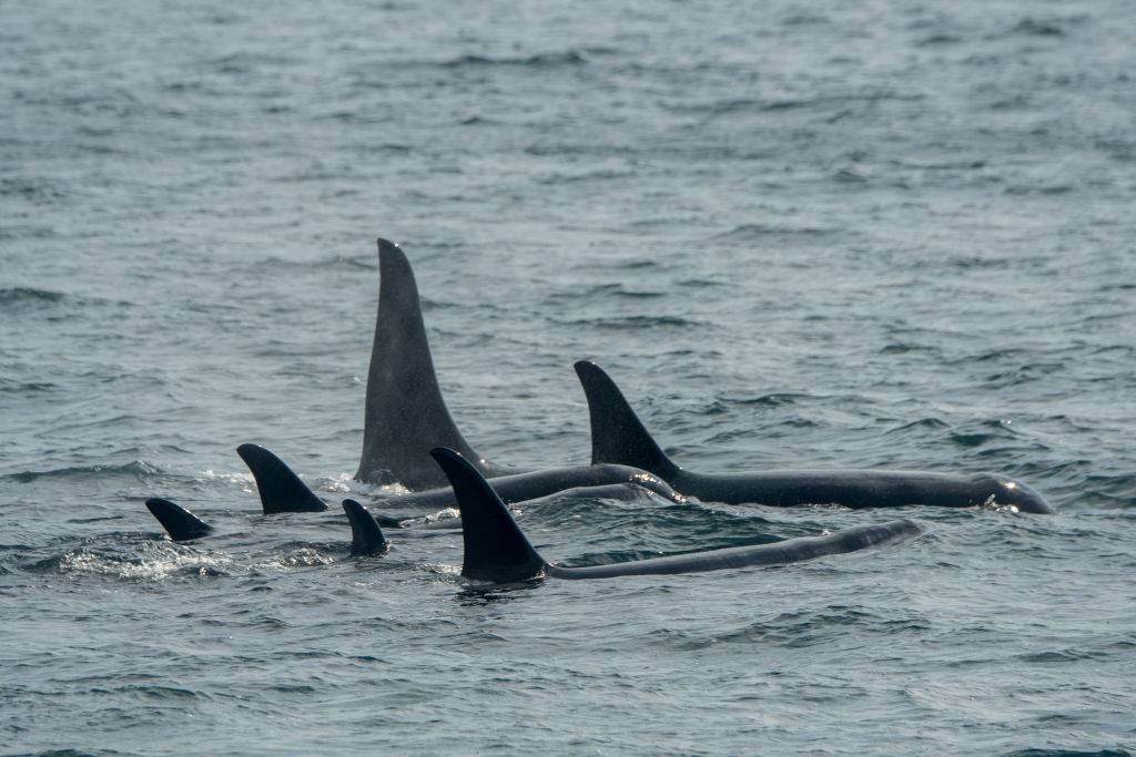 Orcas becoming strategic in their attacks, says boat captain ambushed twice - Vimarsana News