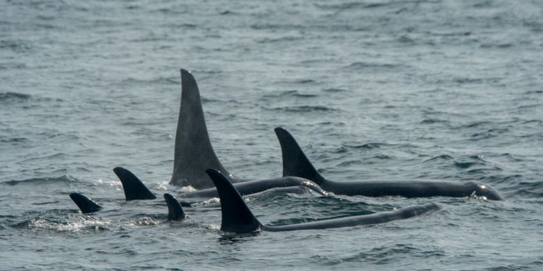 Orcas becoming strategic in their attacks, says boat captain ambushed twice