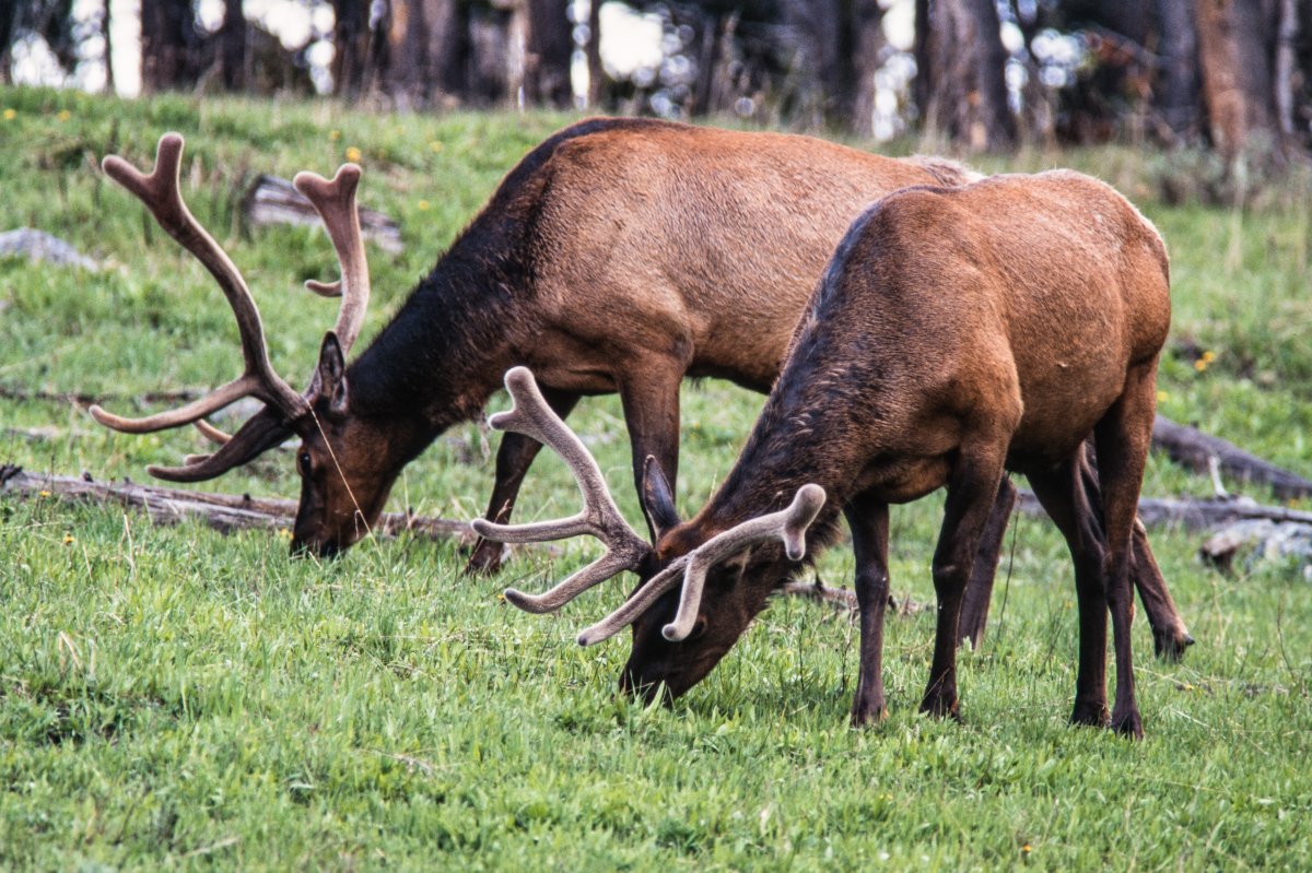 Two elk grazing