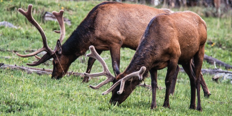 Yellowstone visitors picked up baby elk, drove it to police station: officials