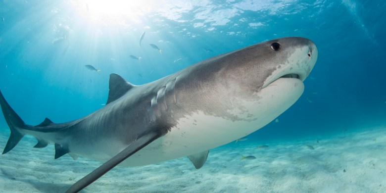 'Like something out of Jaws': Netflix film crew report double shark attack in Hawaii