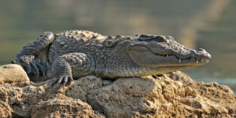 Crocodile found to have impregnated itself in 1st-known 'virgin birth' for species