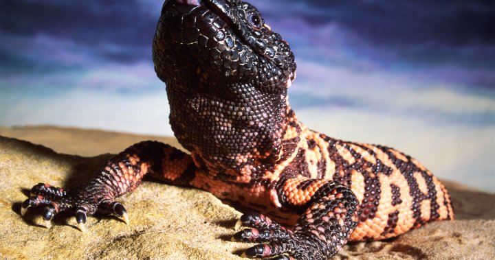 How a Canadian scientist and a venomous lizard helped pave the way for Ozempic
