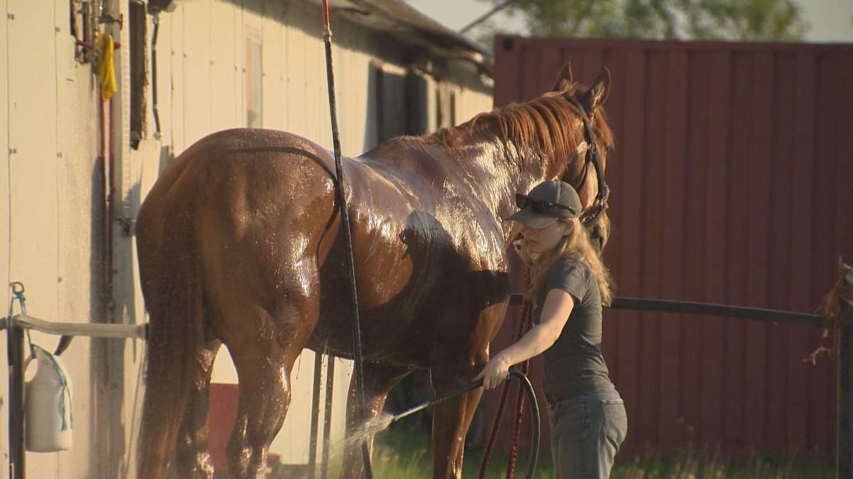 A groomer baths a racehorse after his morning run at the Assiniboia Downs.