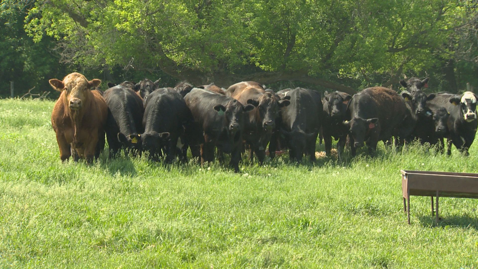 Manitoba ranchers work to keep livestock safe amid spring heat dome