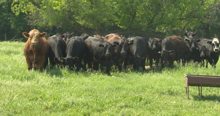 Manitoba ranchers work to keep livestock safe amid spring heat dome  | Globalnews.ca