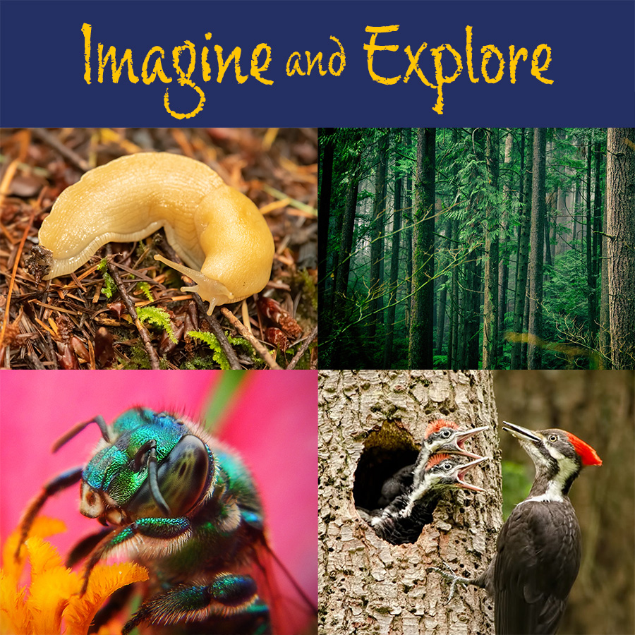 Seeds and Spores – Imagine & Explore Series at the Ecology Centre - image